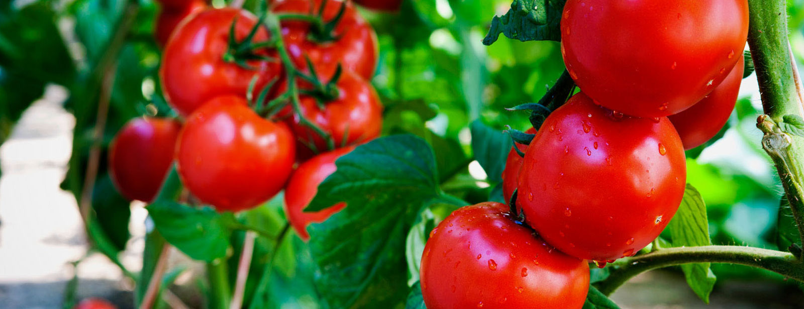Jireco;  Tanzania's No. 1 online shopping Agricultural Company!